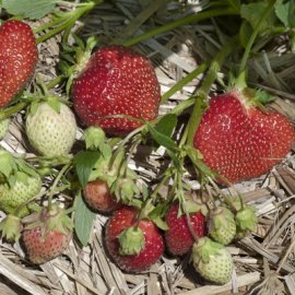 Allstar Strawberry Plants Mid Season